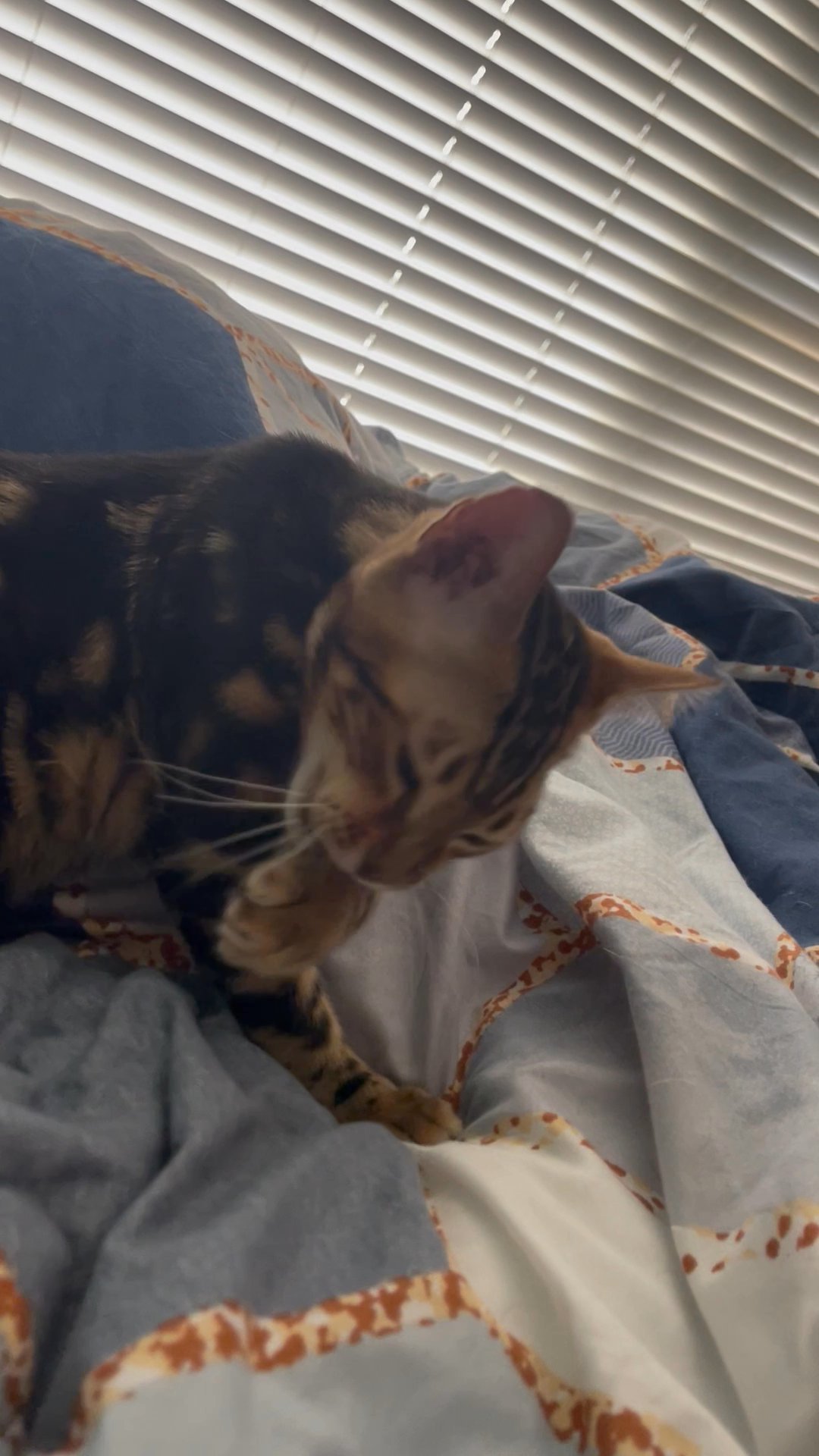 Registered unneutered Bengal Male for Sale in Arizona City, Arizona