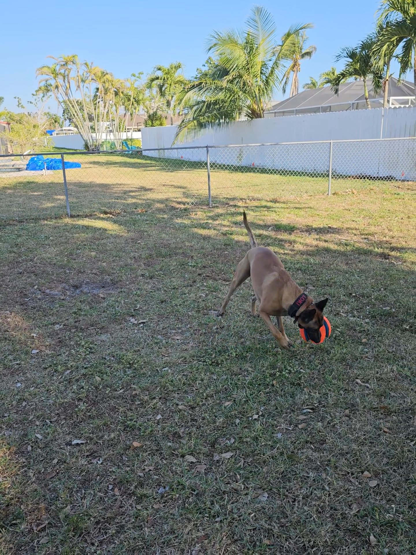 2yr Belgian Malinois Pure Breed Trained in Arizona City, Arizona