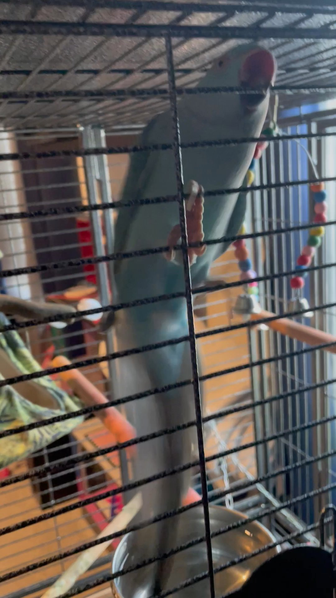 COLORFUL GREEK CHEEK CONURE in Arizona City, Arizona