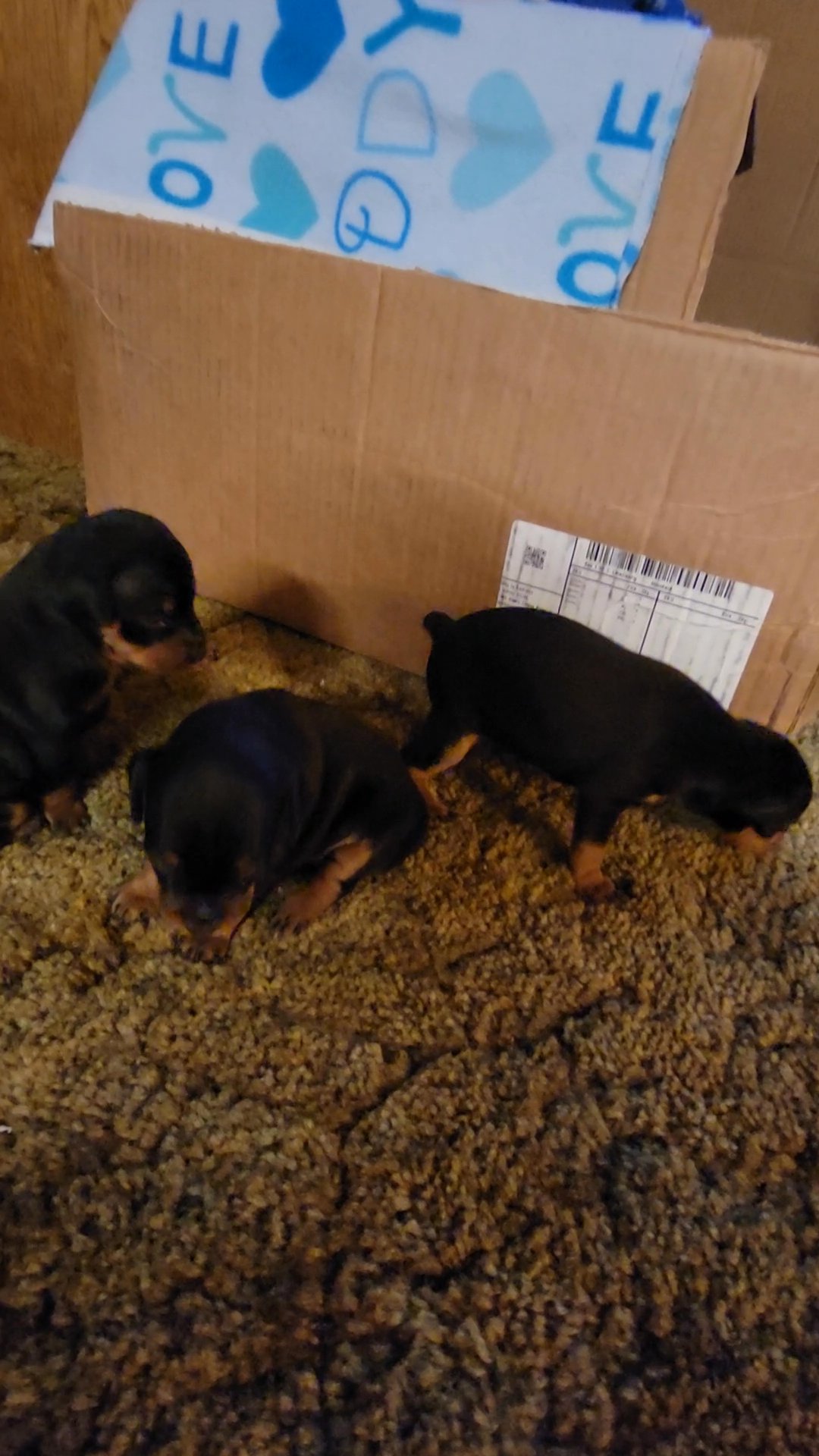Miniture Pinscher litter in Arizona City, Arizona