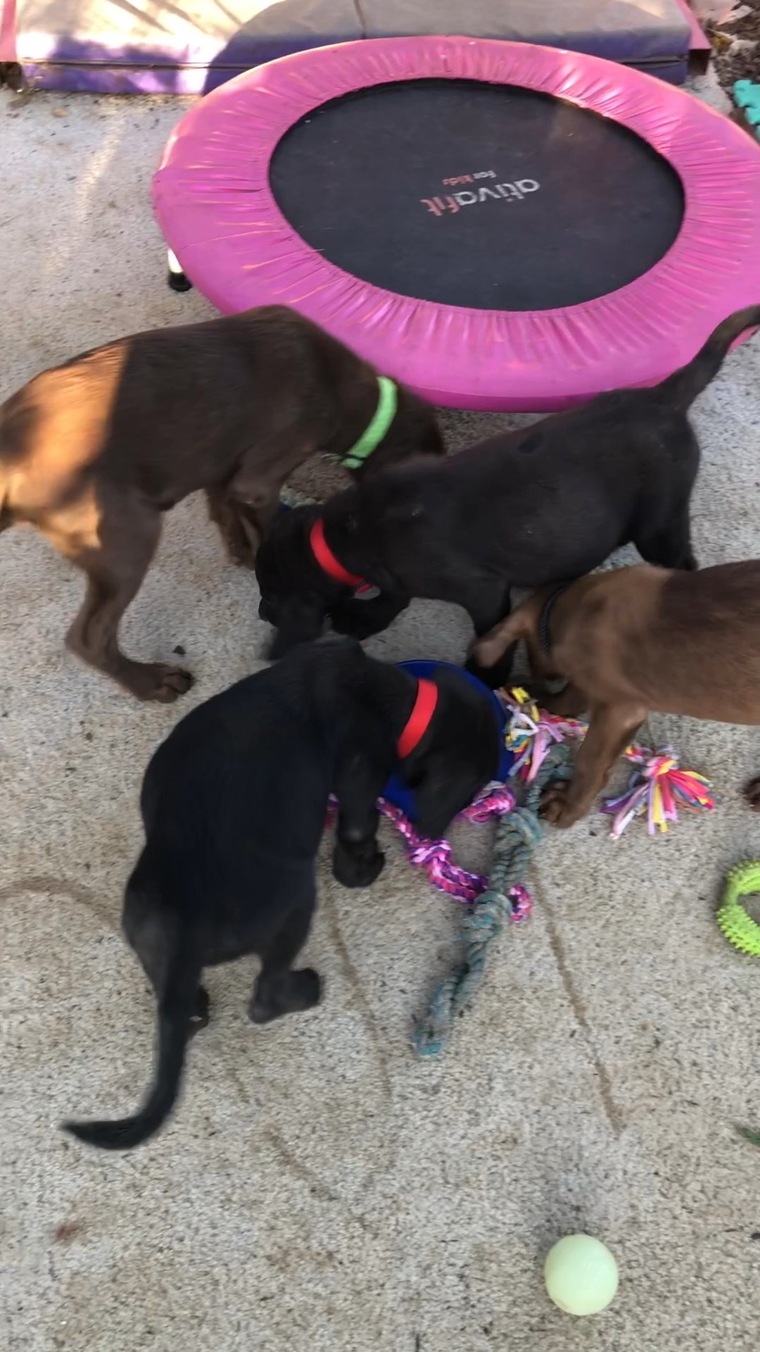 Weimaraner/ Lab Brown Puppies in Arizona City, Arizona