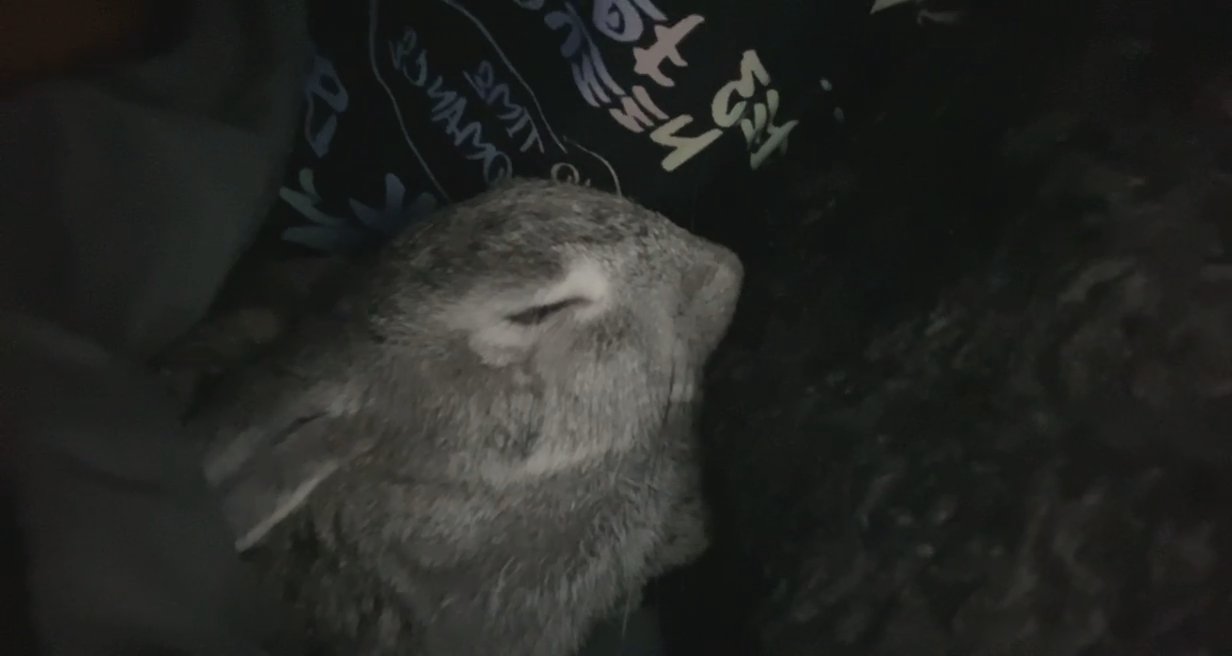 BUNNY FOR SALE!!! in Arizona City, Arizona