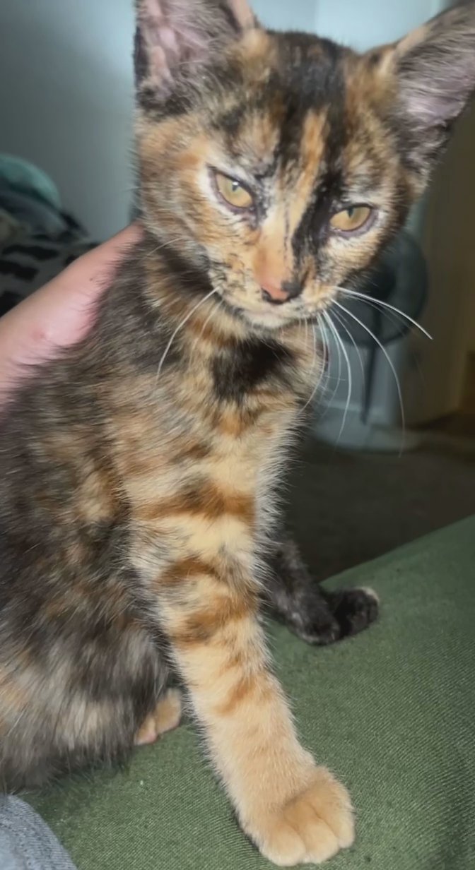 Calico 2 month old kitten in Arizona City, Arizona