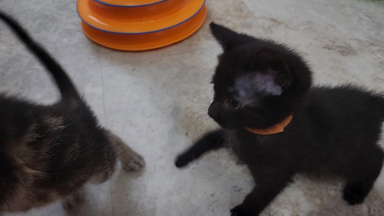 Black Melanistic bengal kitten available in Arizona City, Arizona