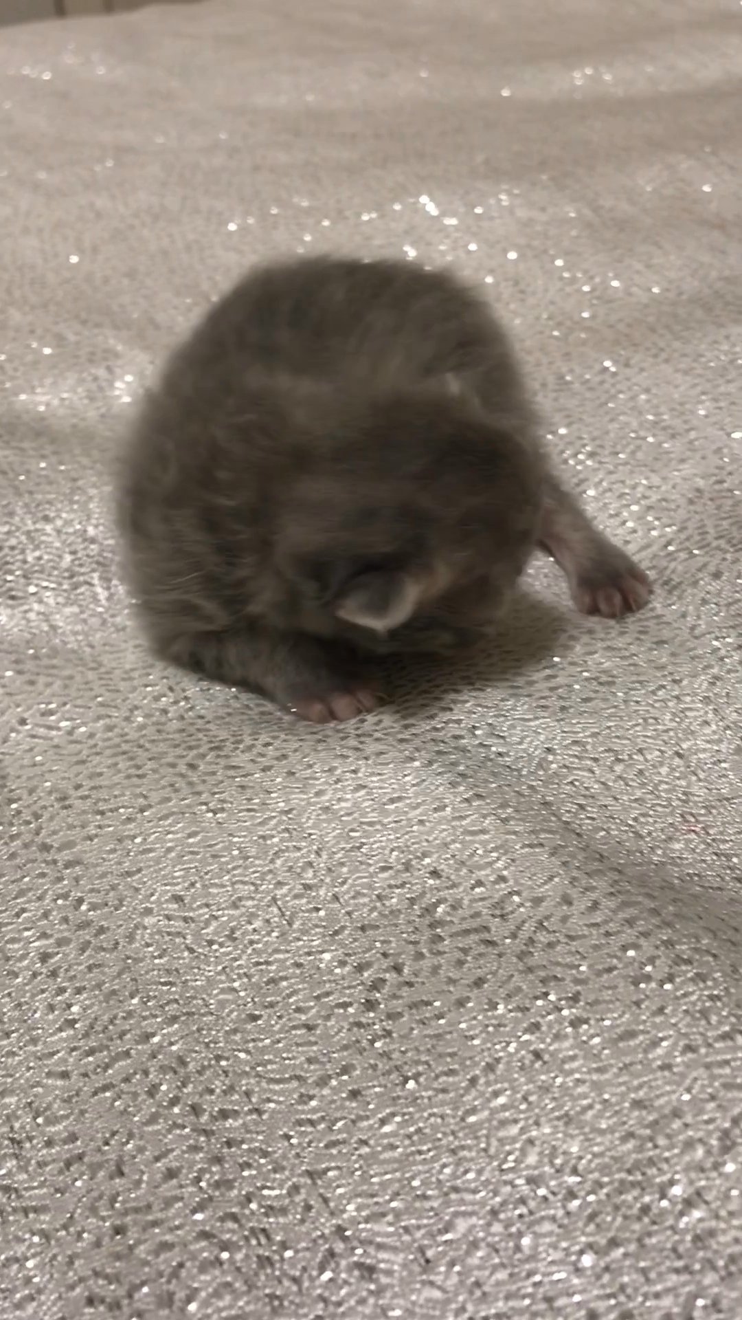Persian kittens in Arizona City, Arizona