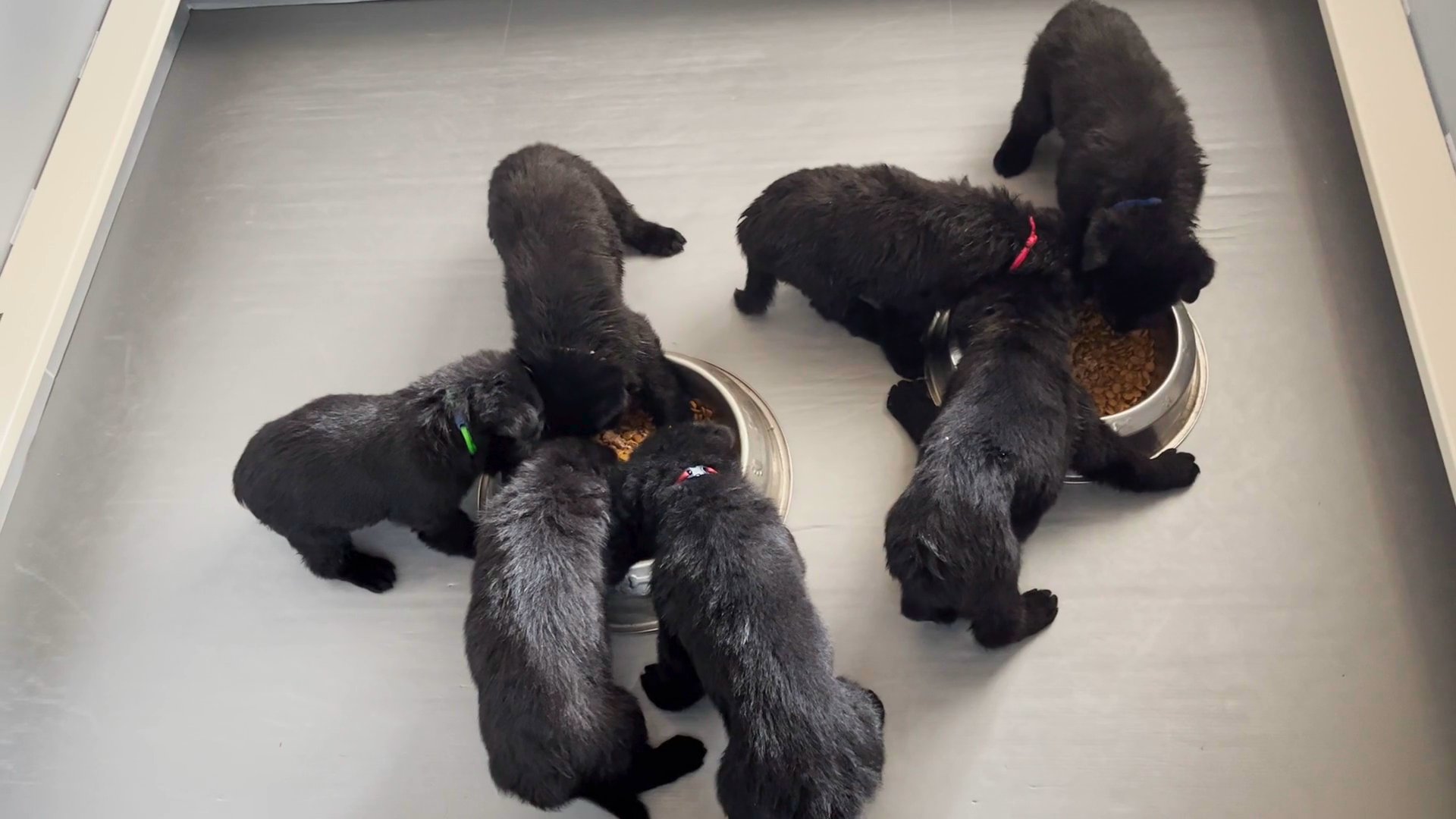 AKC Registered Black German Shepherd Puppies Ready for Deposits! in Arizona City, Arizona