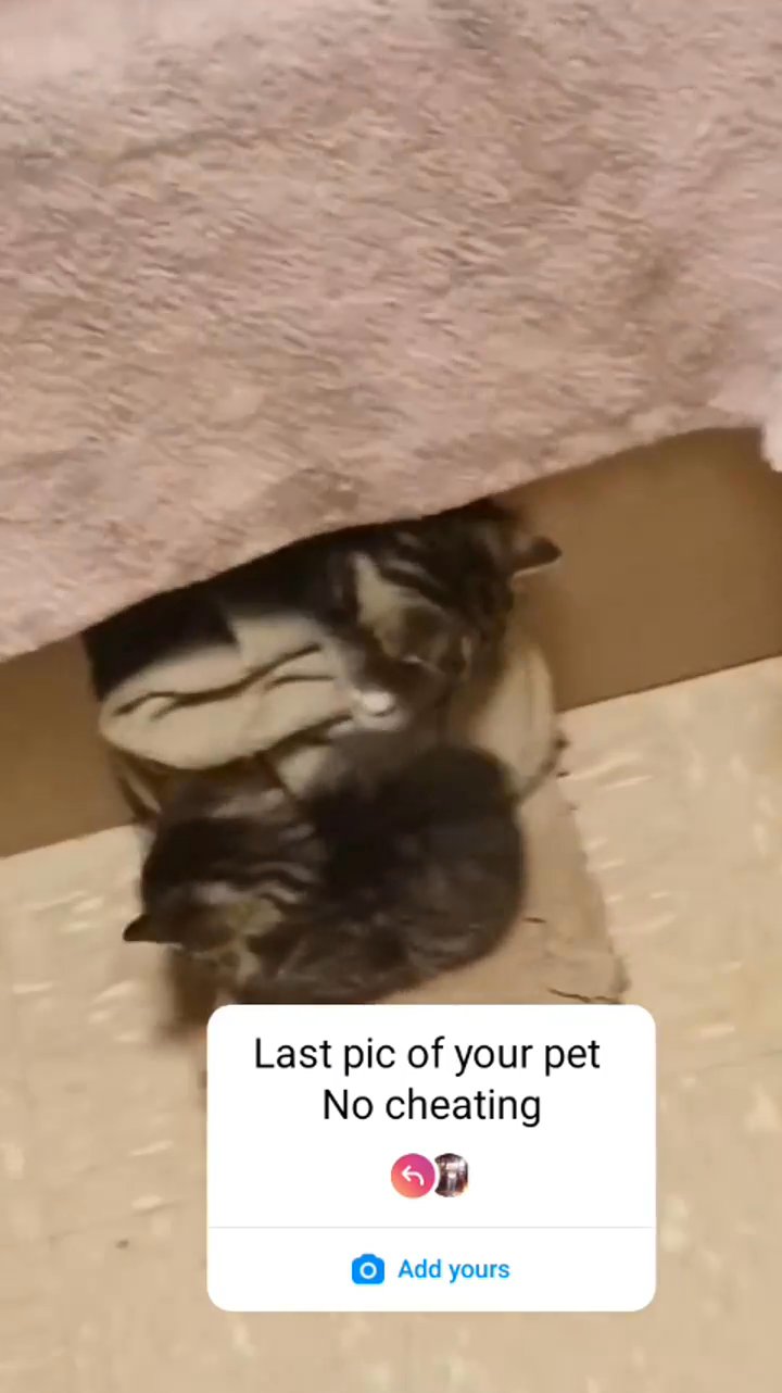 38 week old kittens for sale for 280 willing to negotiate in Arizona City, Arizona