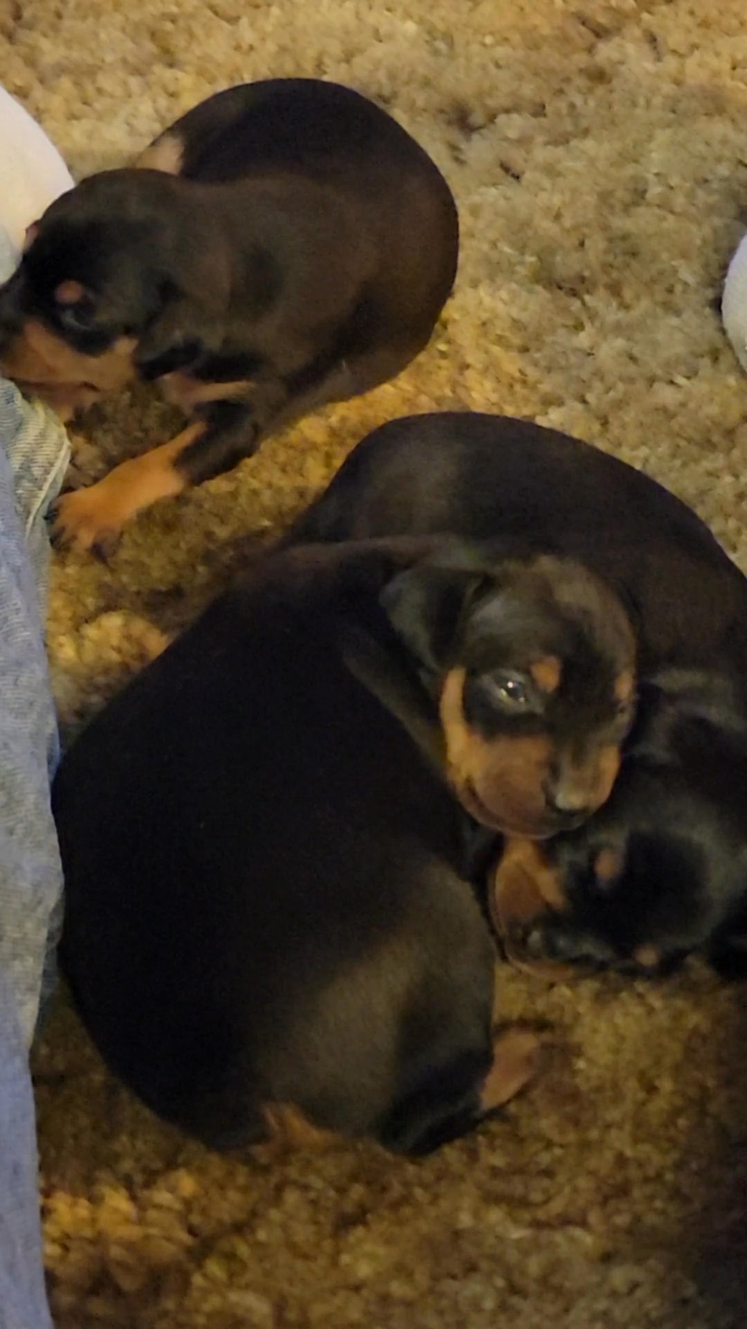 Miniture Pinscher litter in Arizona City, Arizona
