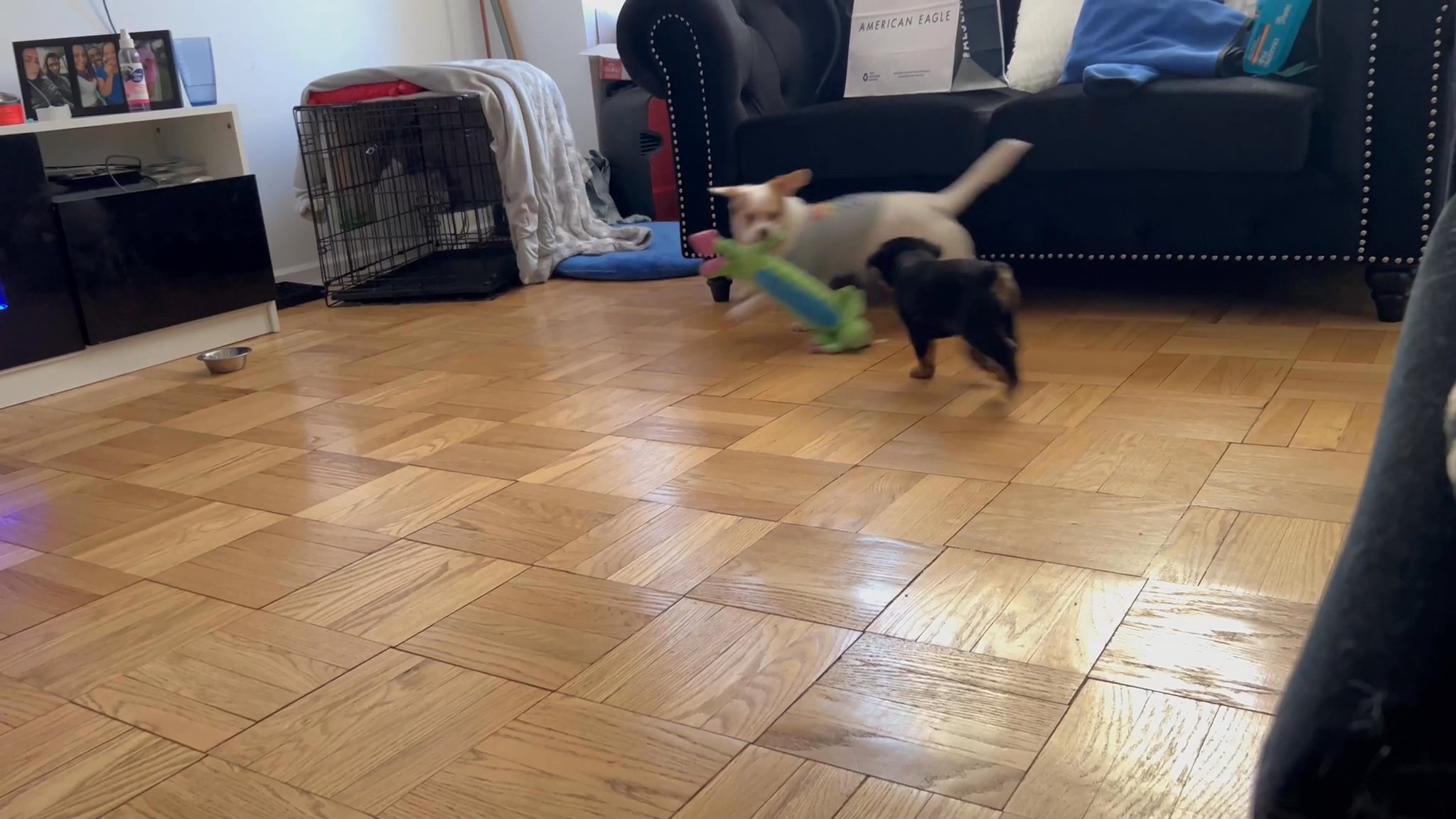 Frenchie/Pug Mix in Arizona City, Arizona