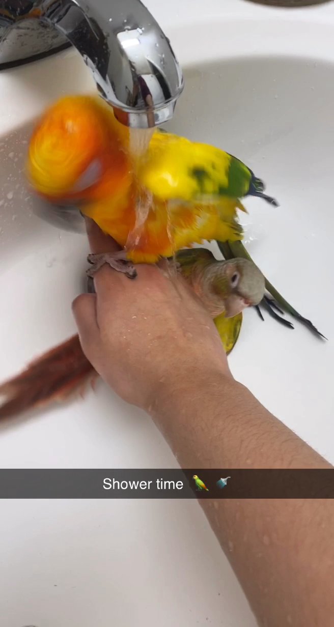 Tamed Sun Conure in Arizona City, Arizona