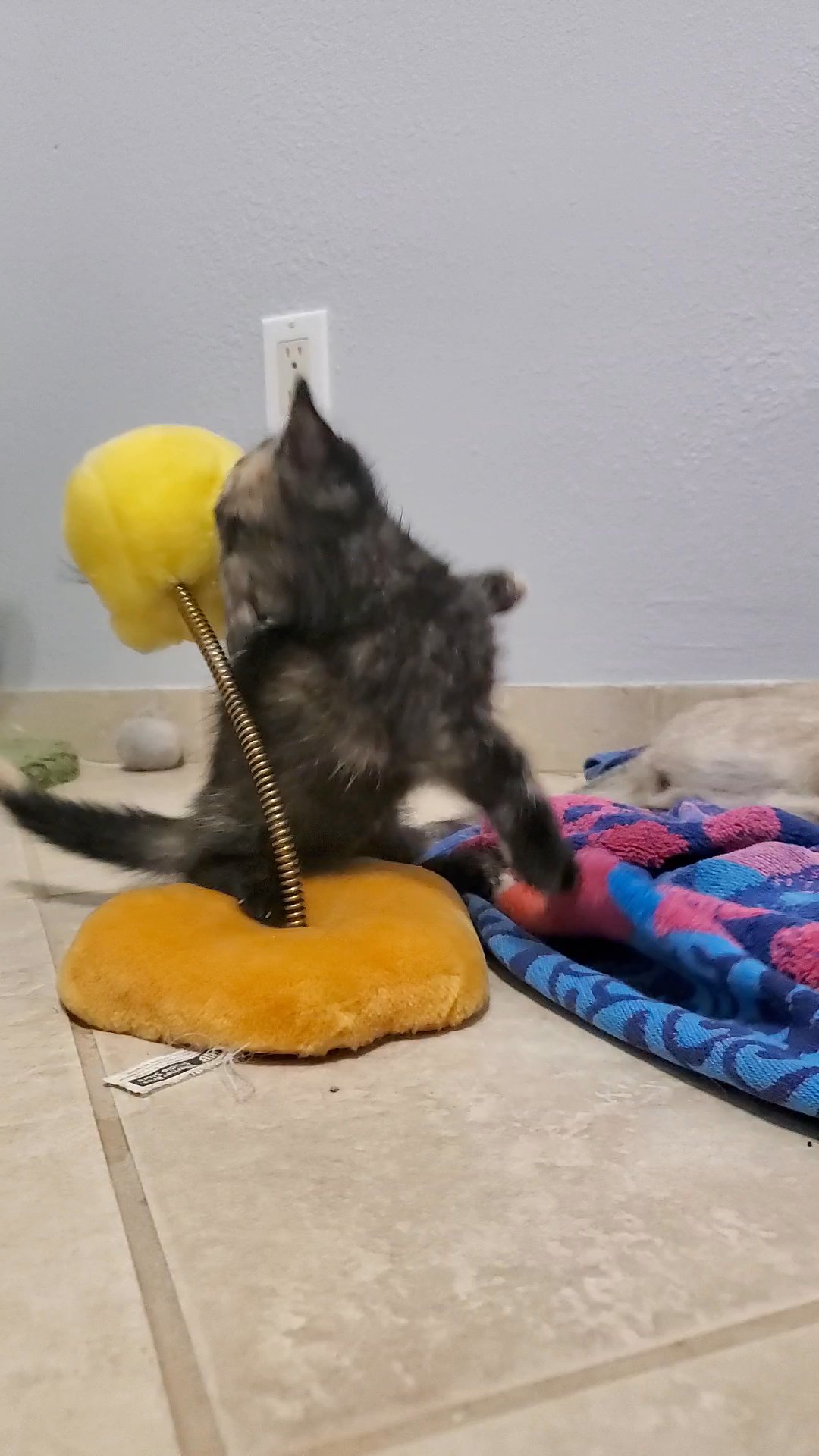 Munchkin Kittens in Arizona City, Arizona