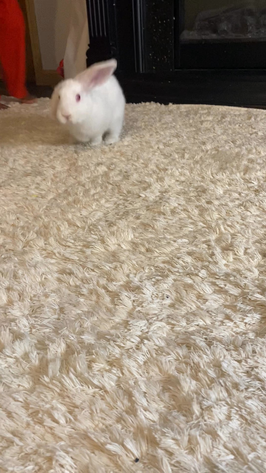 Rabbit for sale in Arizona City, Arizona