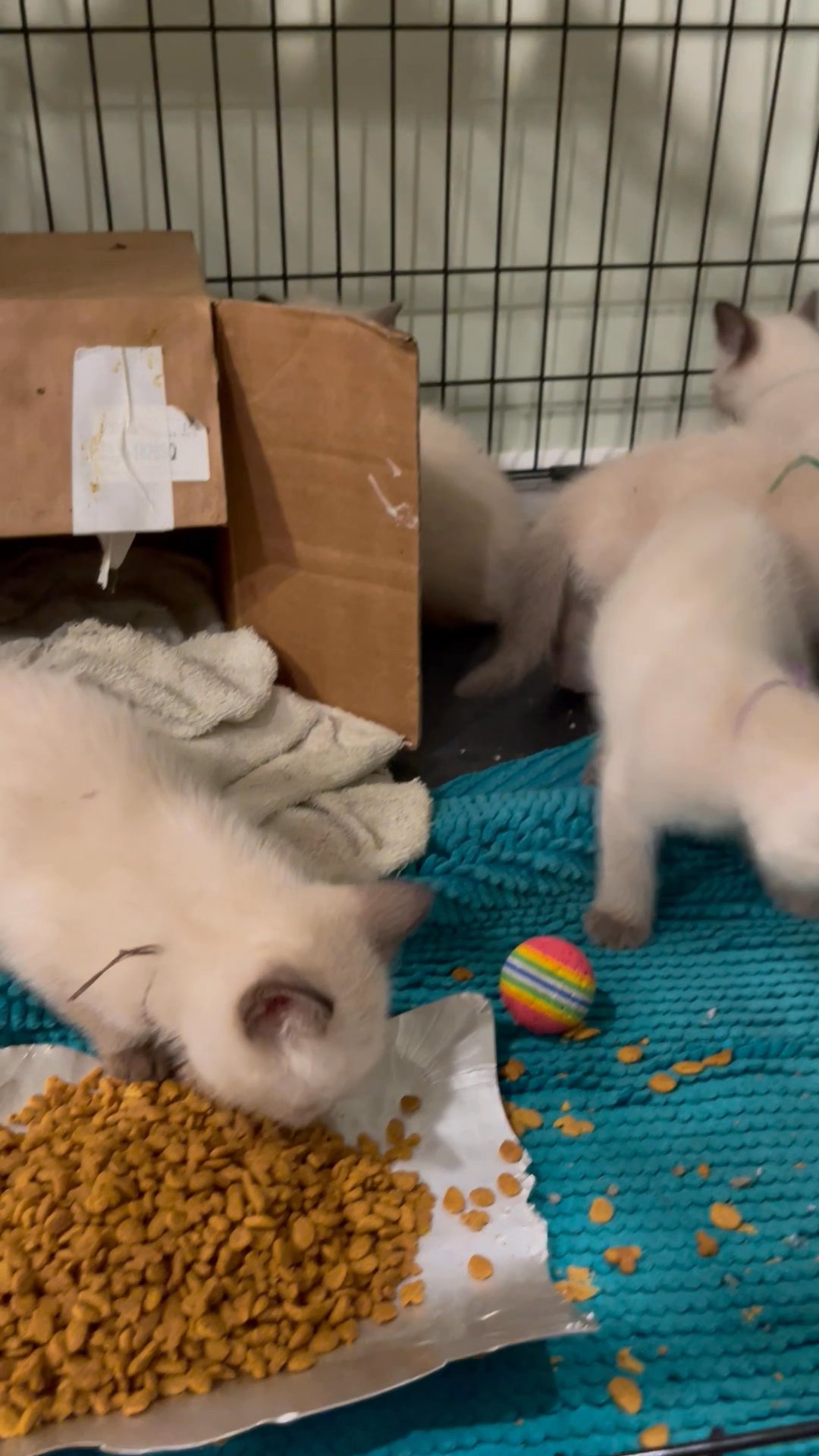 Beautiful Siamese kittens, lilac & seal ready to go! in Arizona City, Arizona