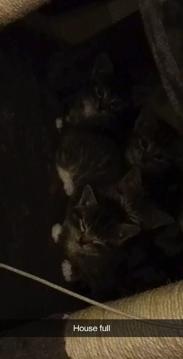 38 week old kittens for sale for 280 willing to negotiate in Arizona City, Arizona