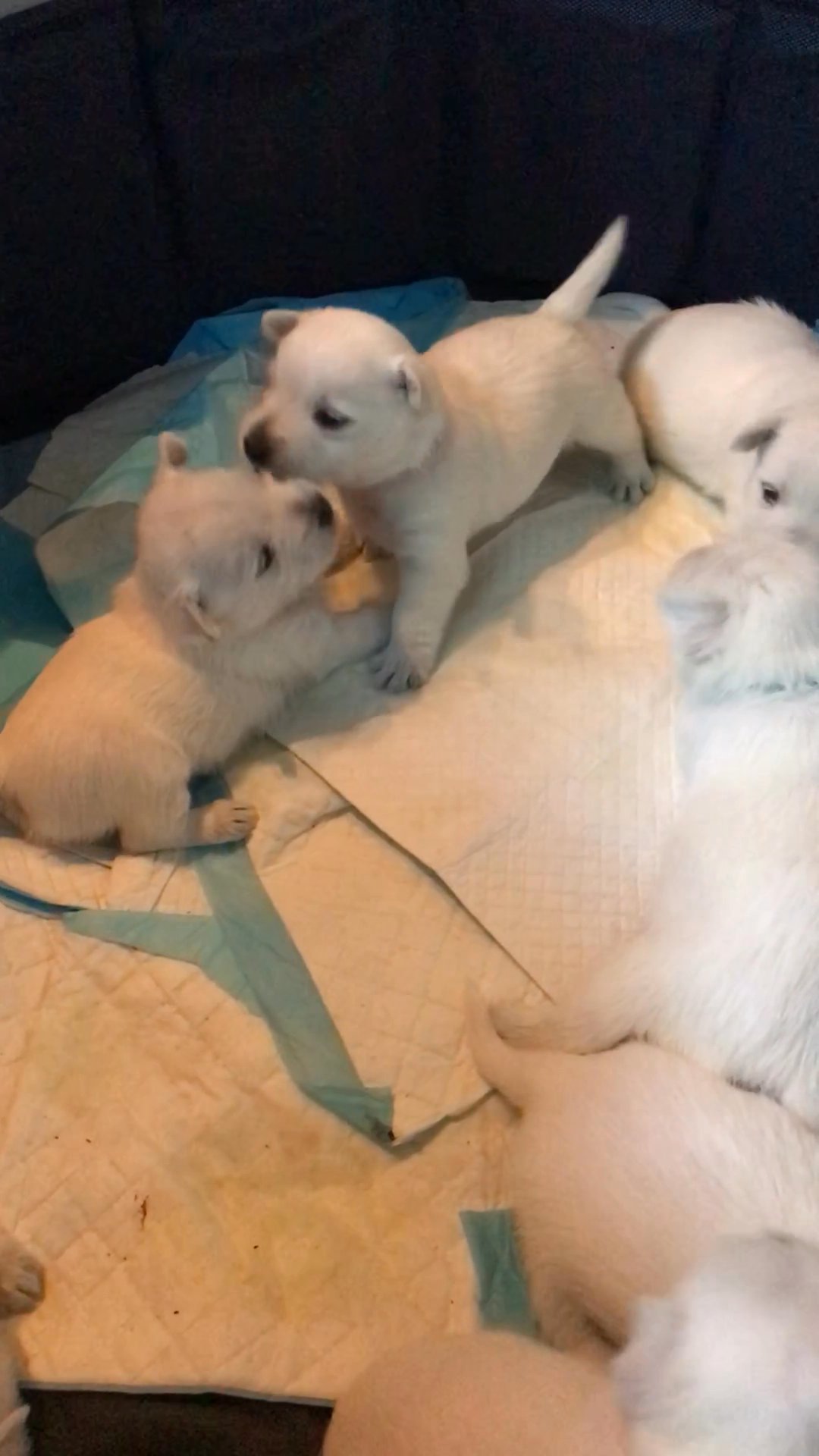 Christmas Westies For Sale in Arizona City, Arizona