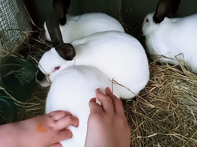 Rabbits for sale in Arizona City, Arizona