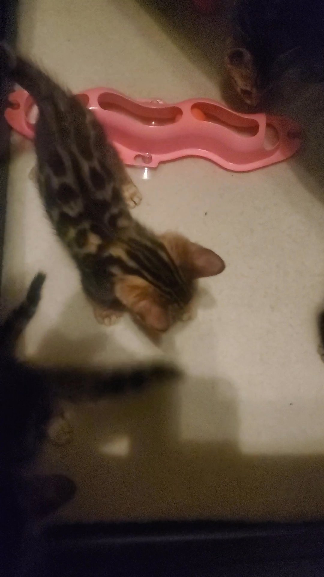 Bengal kittens in Arizona City, Arizona