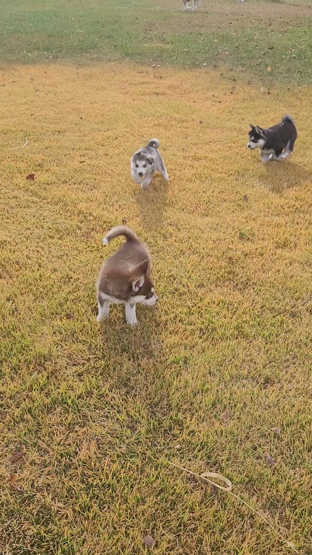 Siberian Husky Puppies in Arizona City, Arizona