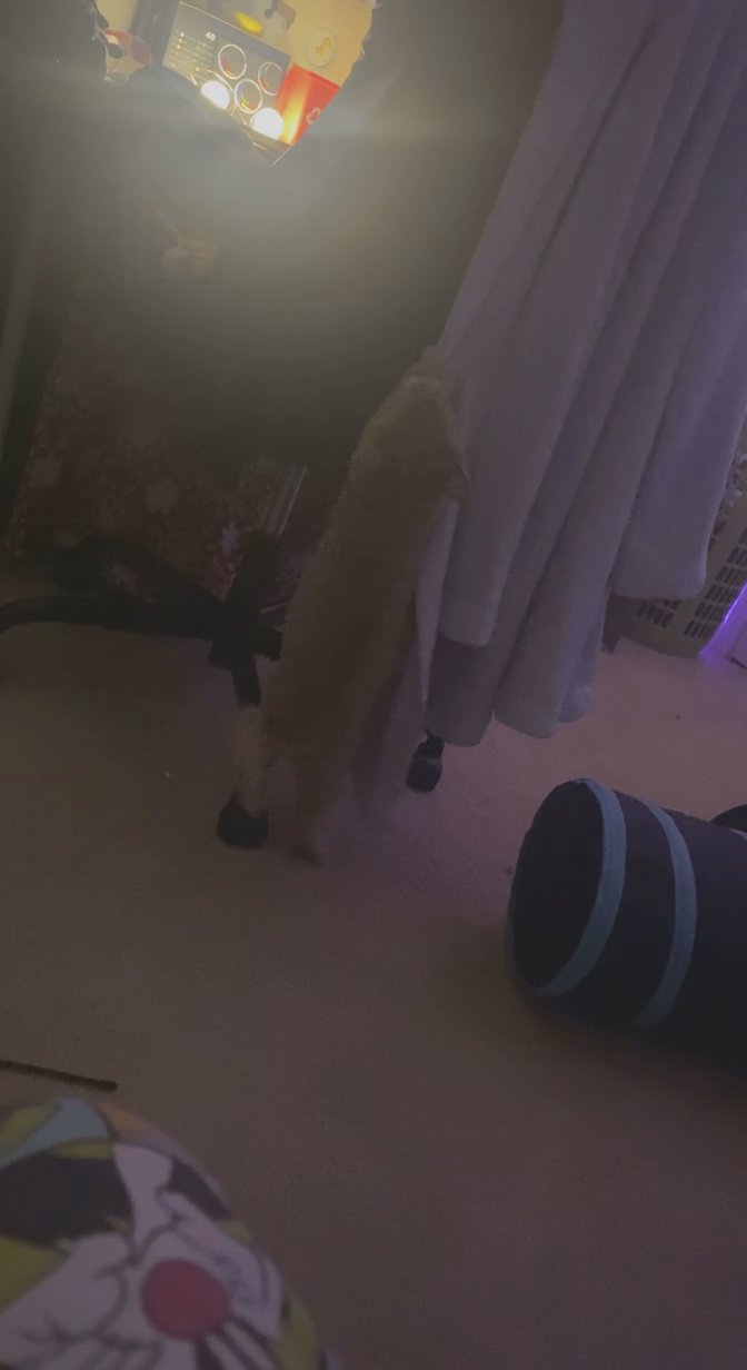 Moving to a new home doesn’t allow pets in Arizona City, Arizona