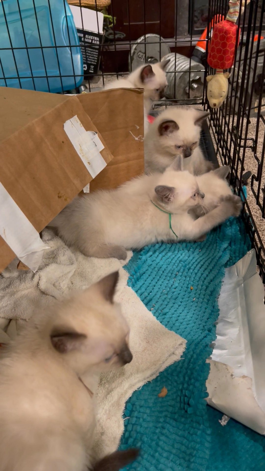 Beautiful Siamese kittens, lilac & seal ready to go! in Arizona City, Arizona