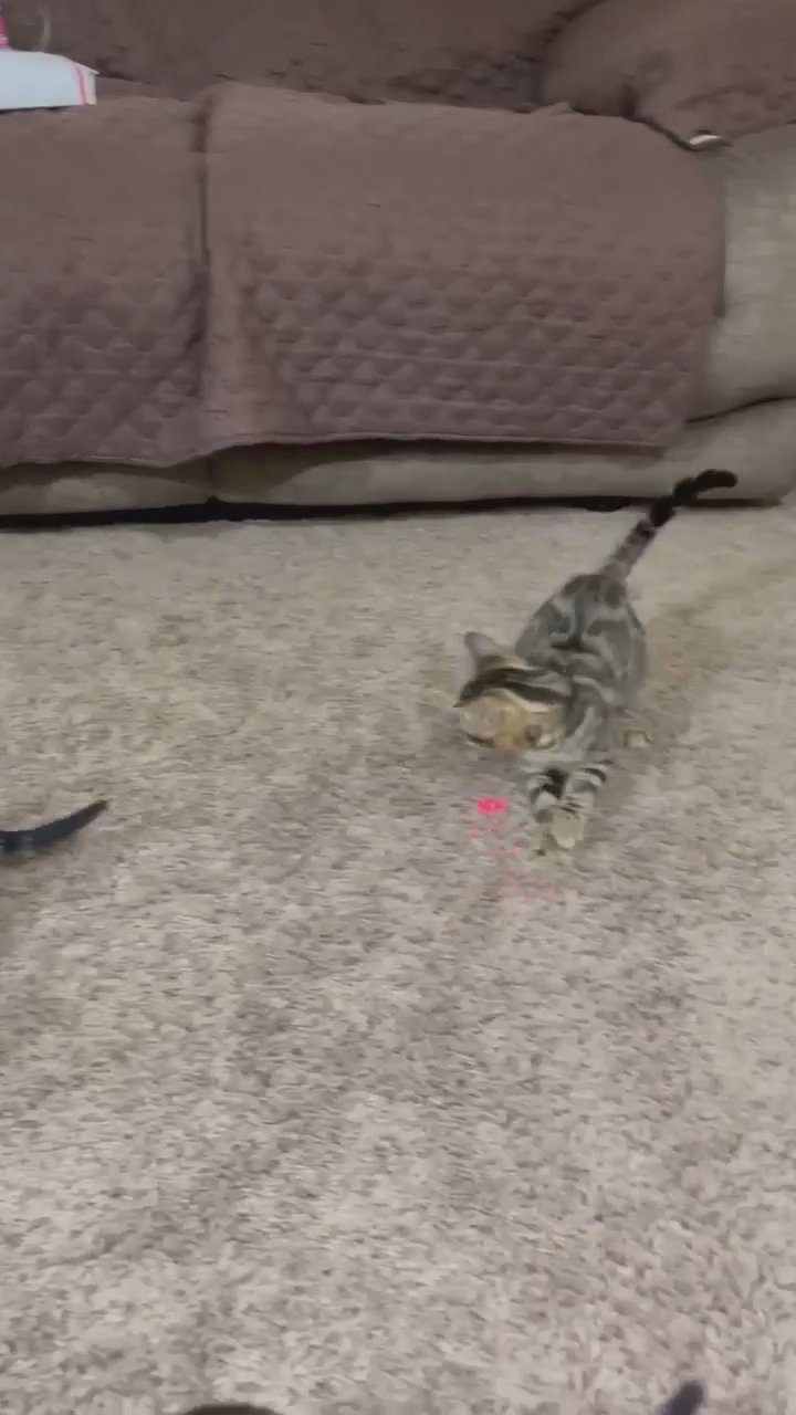 Begal kittens in Arizona City, Arizona
