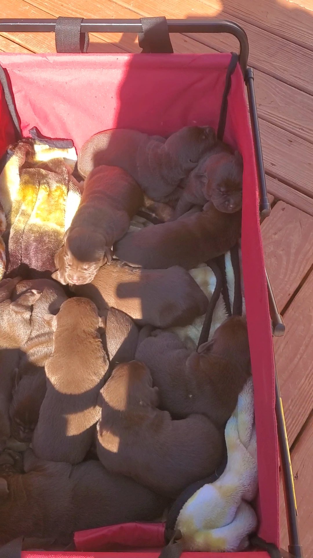 Chocolate Labrador puppies needing a forever home in Arizona City, Arizona