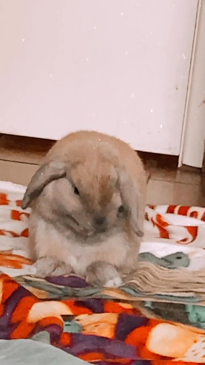 Holland Lop bunny for sale in Arizona City, Arizona