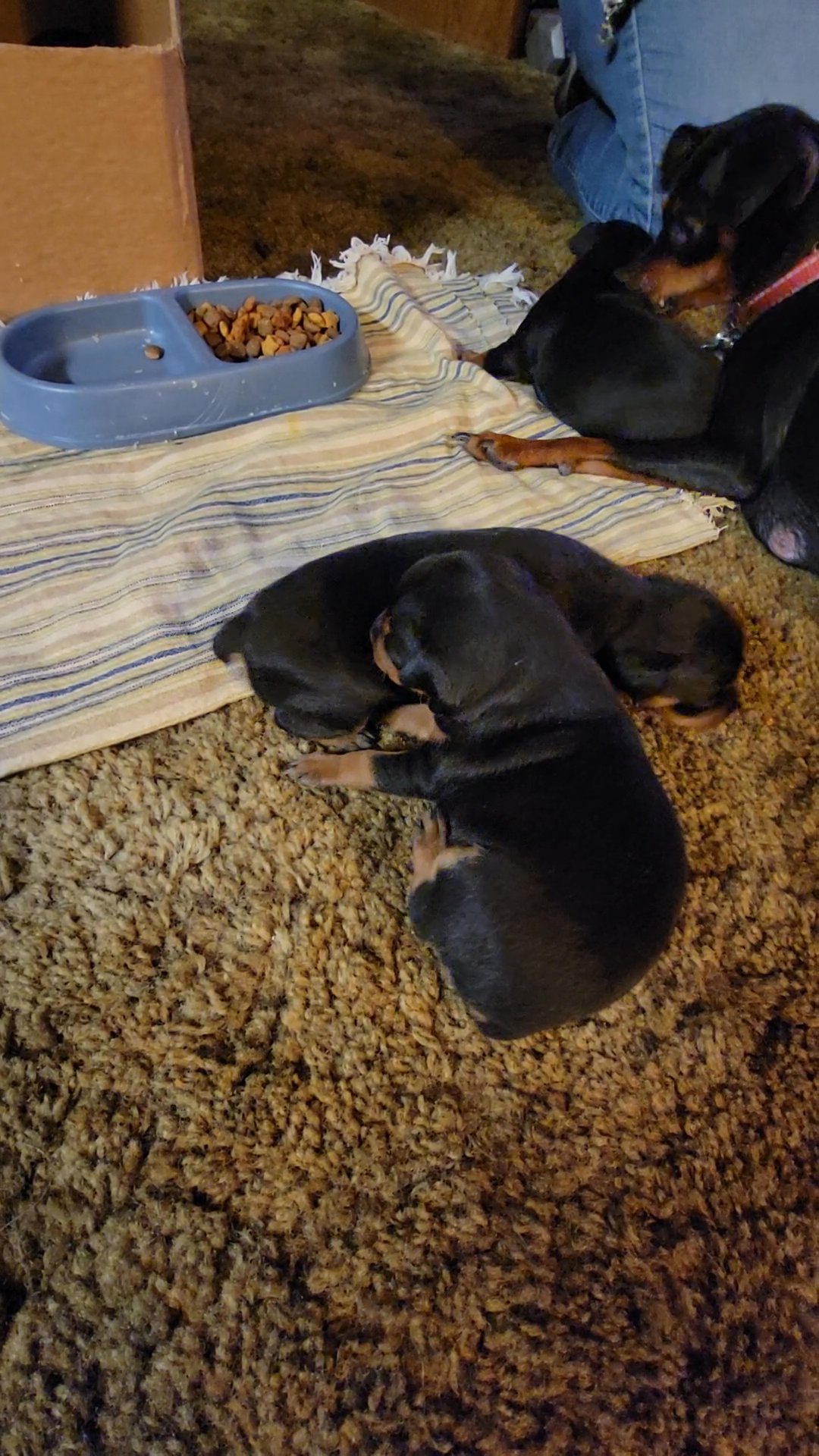 Miniture Pinscher litter in Arizona City, Arizona