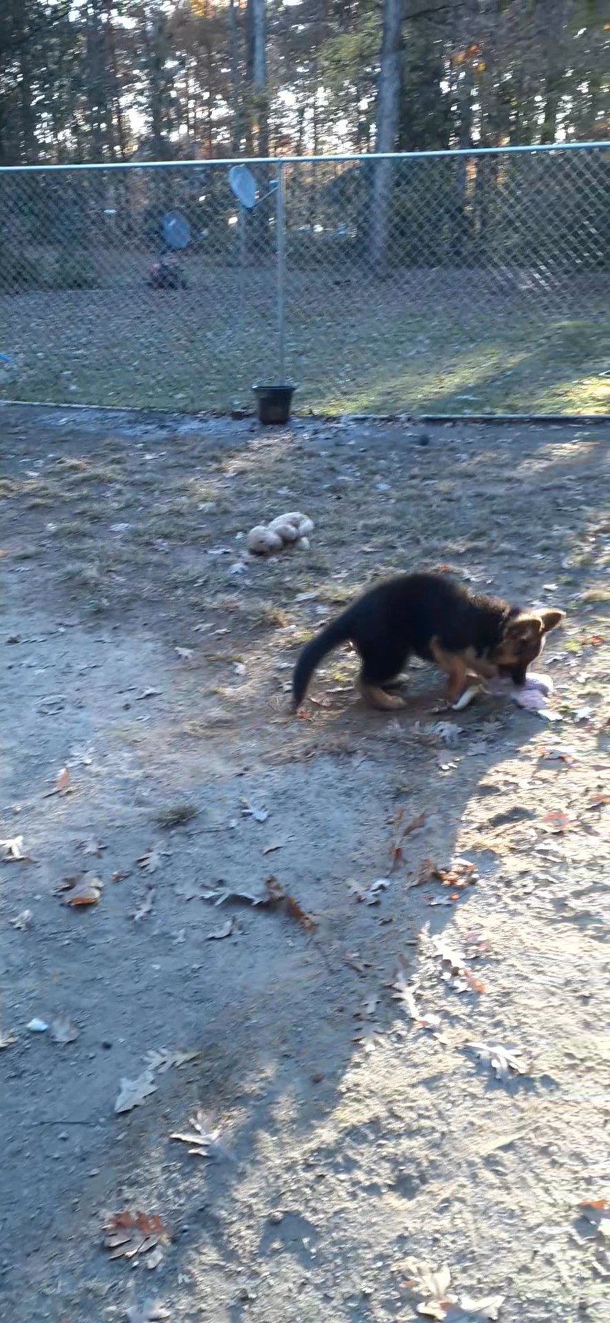 German Shepherd Puppies in Arizona City, Arizona
