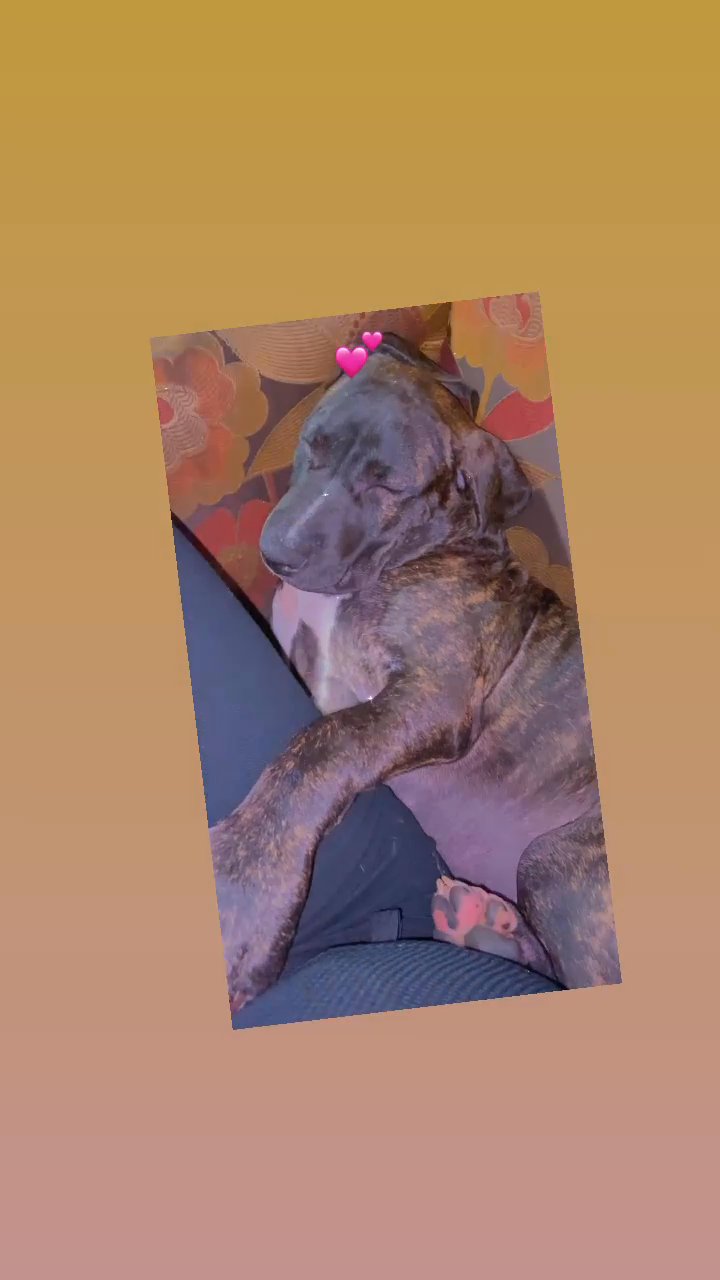 Brindle Puppy For Sale Her Name Is Fendi in Arizona City, Arizona