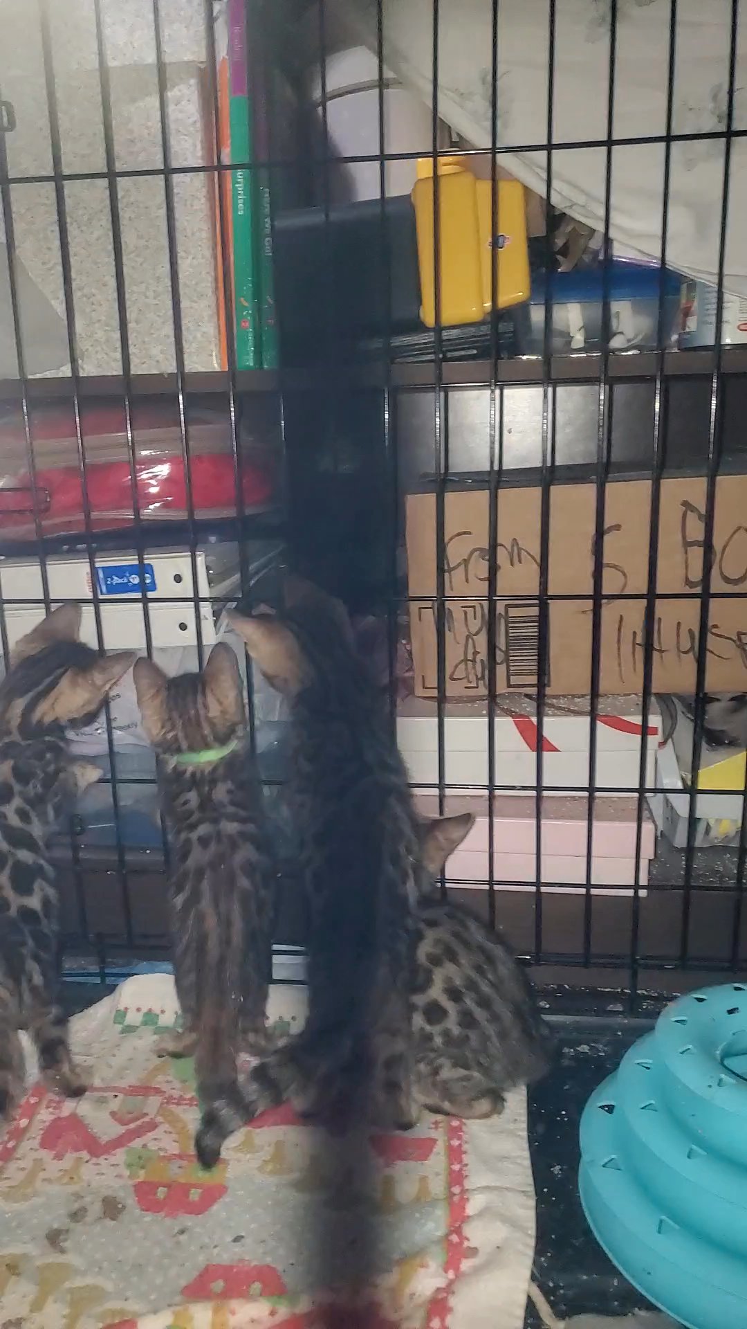 Bengal kittens in Arizona City, Arizona