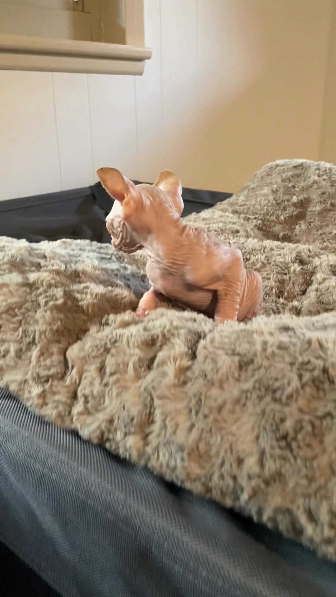Sphynx kittens in Arizona City, Arizona