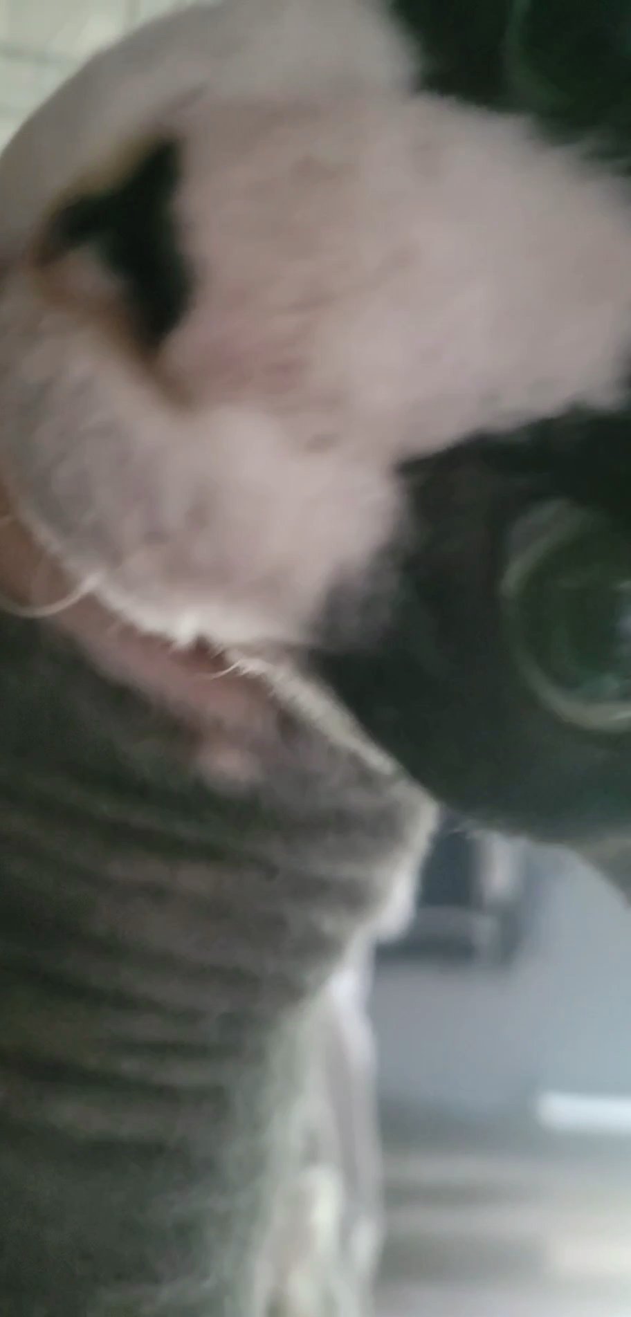 2 yesr old sphynx cat male in Arizona City, Arizona
