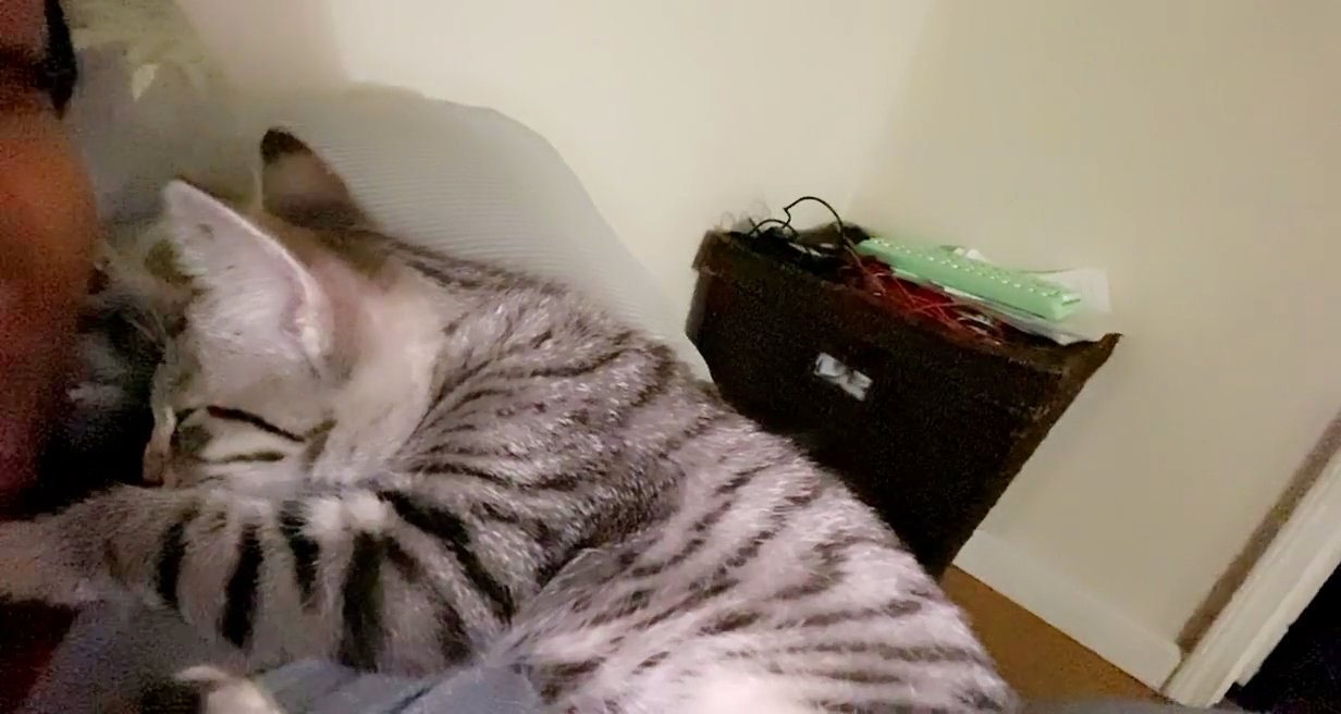 Beautiful Cat for sale in Arizona City, Arizona