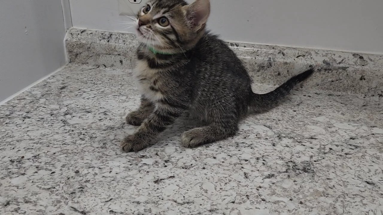 Brown spotted bengal male kitten available in Arizona City, Arizona