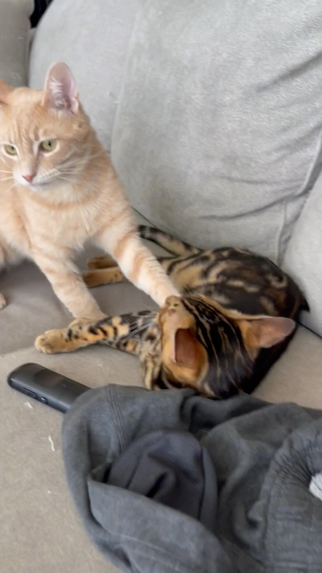 Registered unneutered Bengal Male for Sale in Arizona City, Arizona