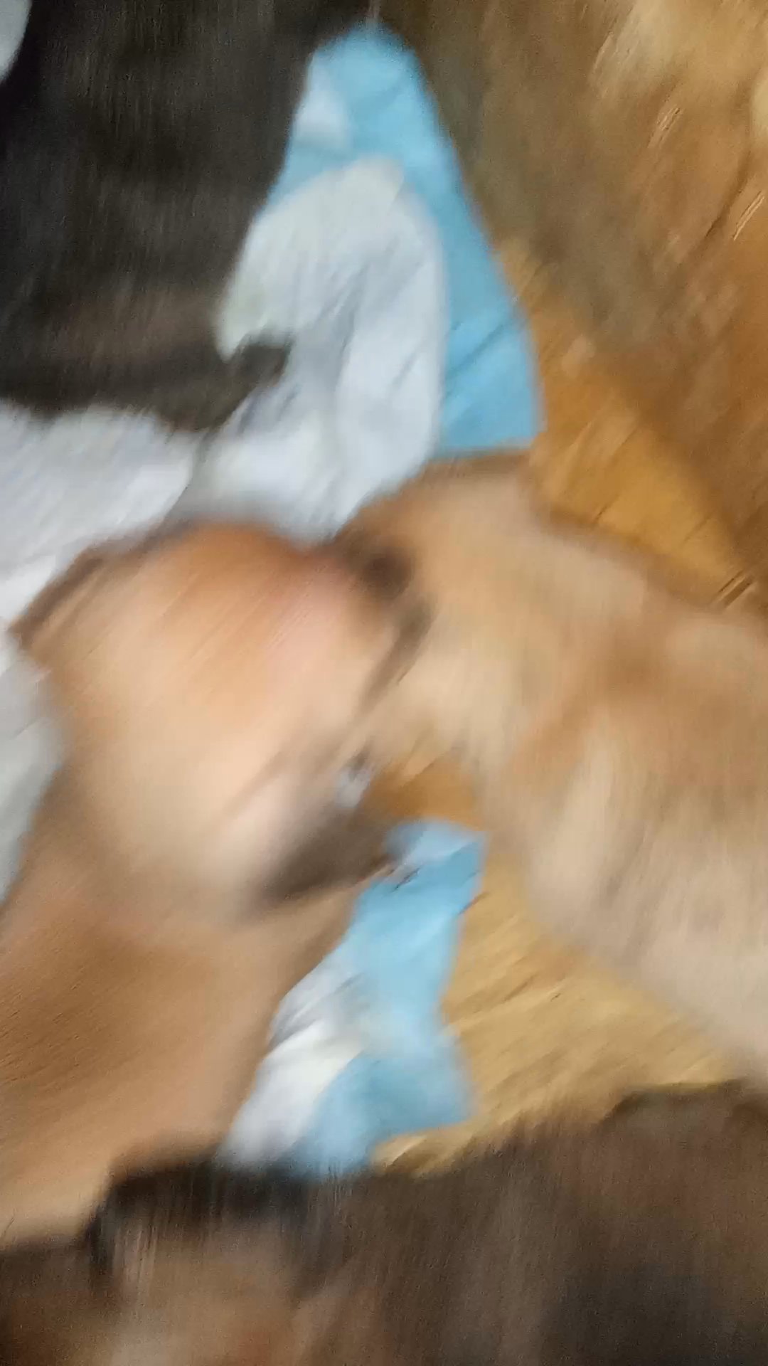 Adorable puppies ( chihuahuas) in Arizona City, Arizona