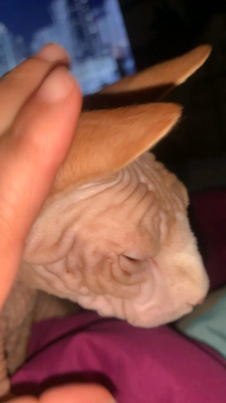 Sphynx cat in Arizona City, Arizona