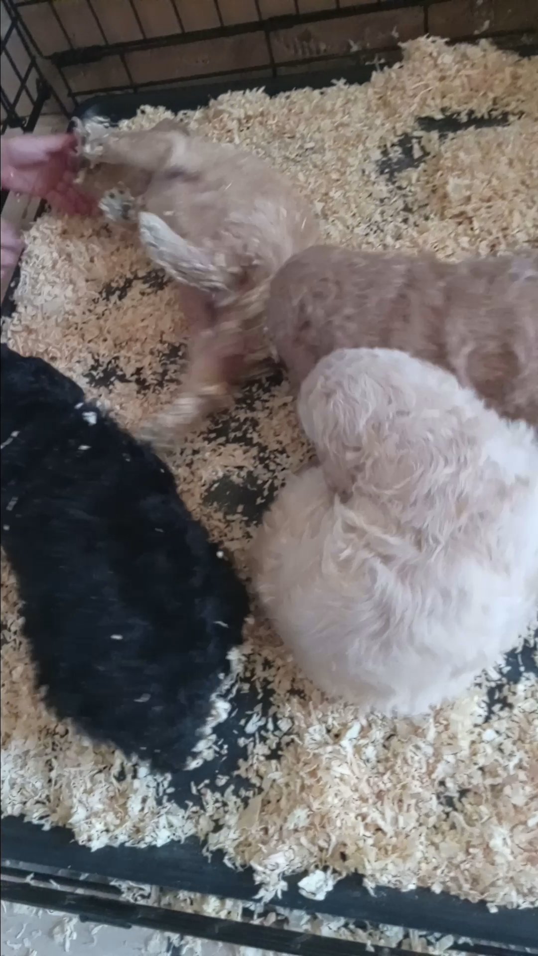 Standard poodle in Arizona City, Arizona