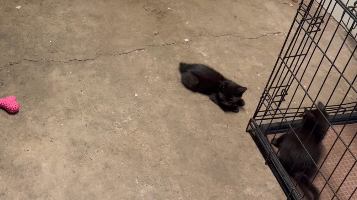Beautiful Black Kittens!!! in Arizona City, Arizona