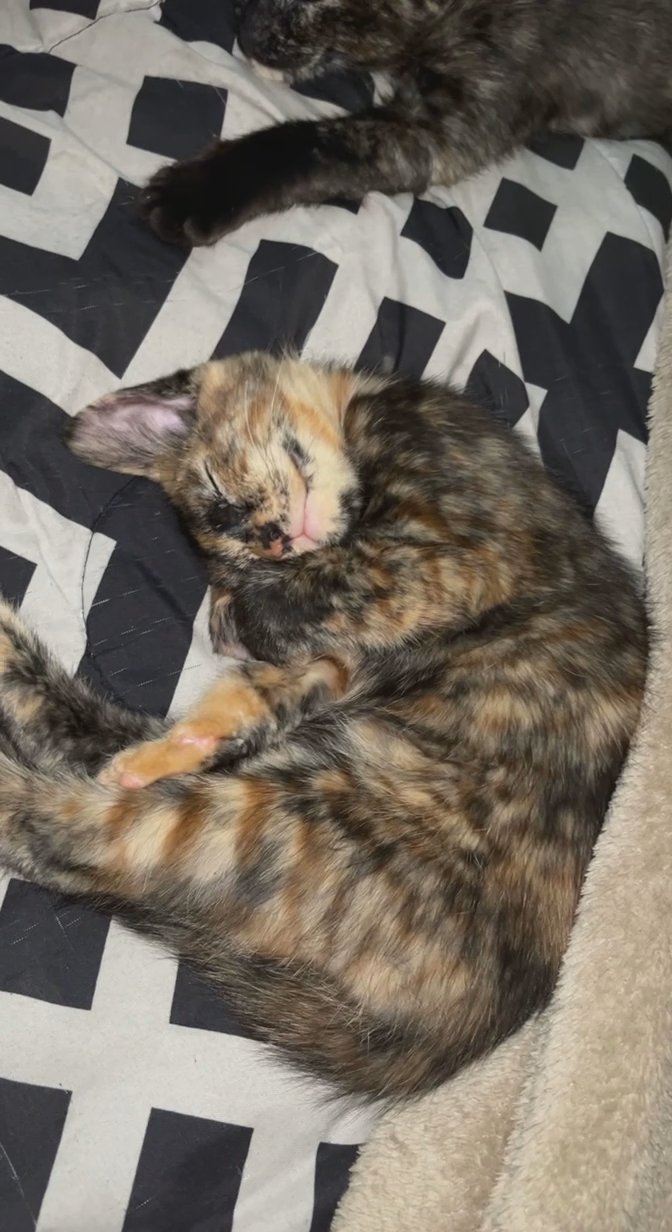 Calico 2 month old kitten in Arizona City, Arizona