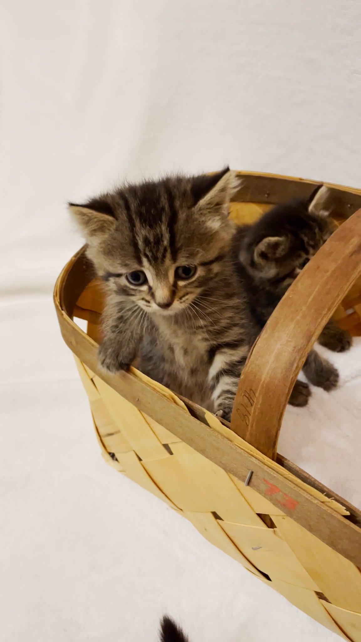 Scottish Fold Kittens in Arizona City, Arizona