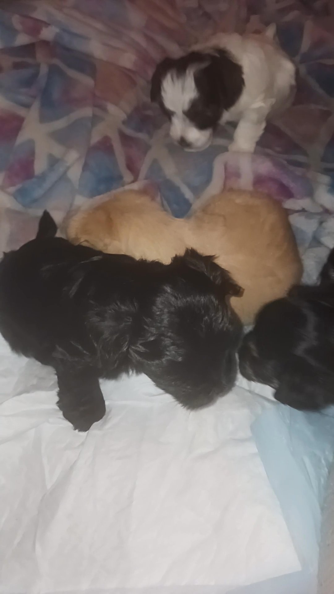 Sofia's puppies in Arizona City, Arizona