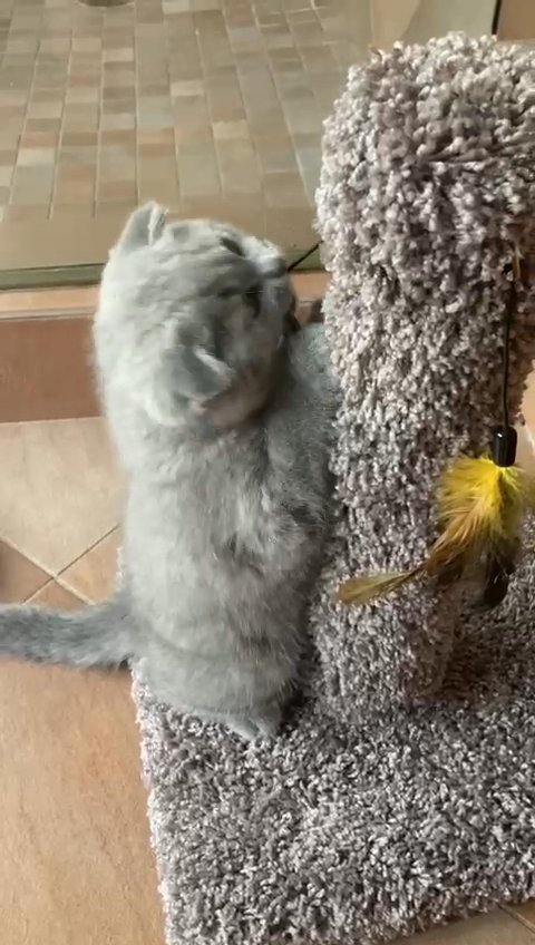 British short-hair x Scottish fold in Arizona City, Arizona
