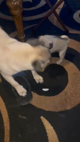 5 Week Pug in Los Angeles, California