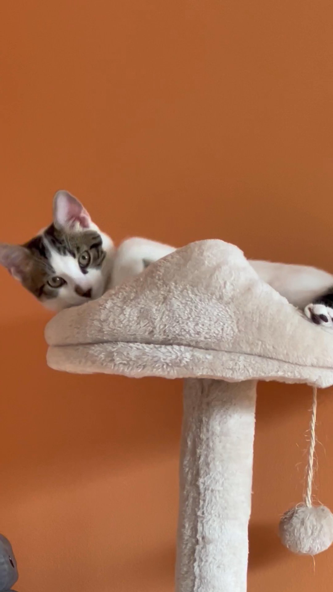 His name is Pasa. He is just 6 months old.He addicted to attention. in Arizona City, Arizona