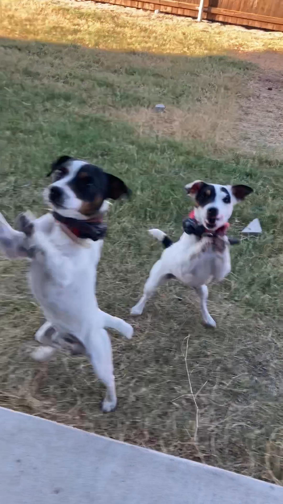 Jack Russel Terrier - Couple in Arizona City, Arizona