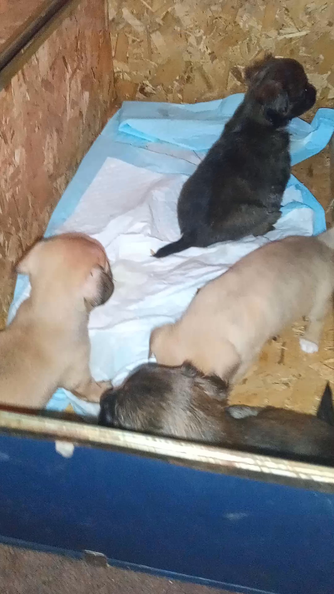 Adorable puppies ( chihuahuas) in Arizona City, Arizona