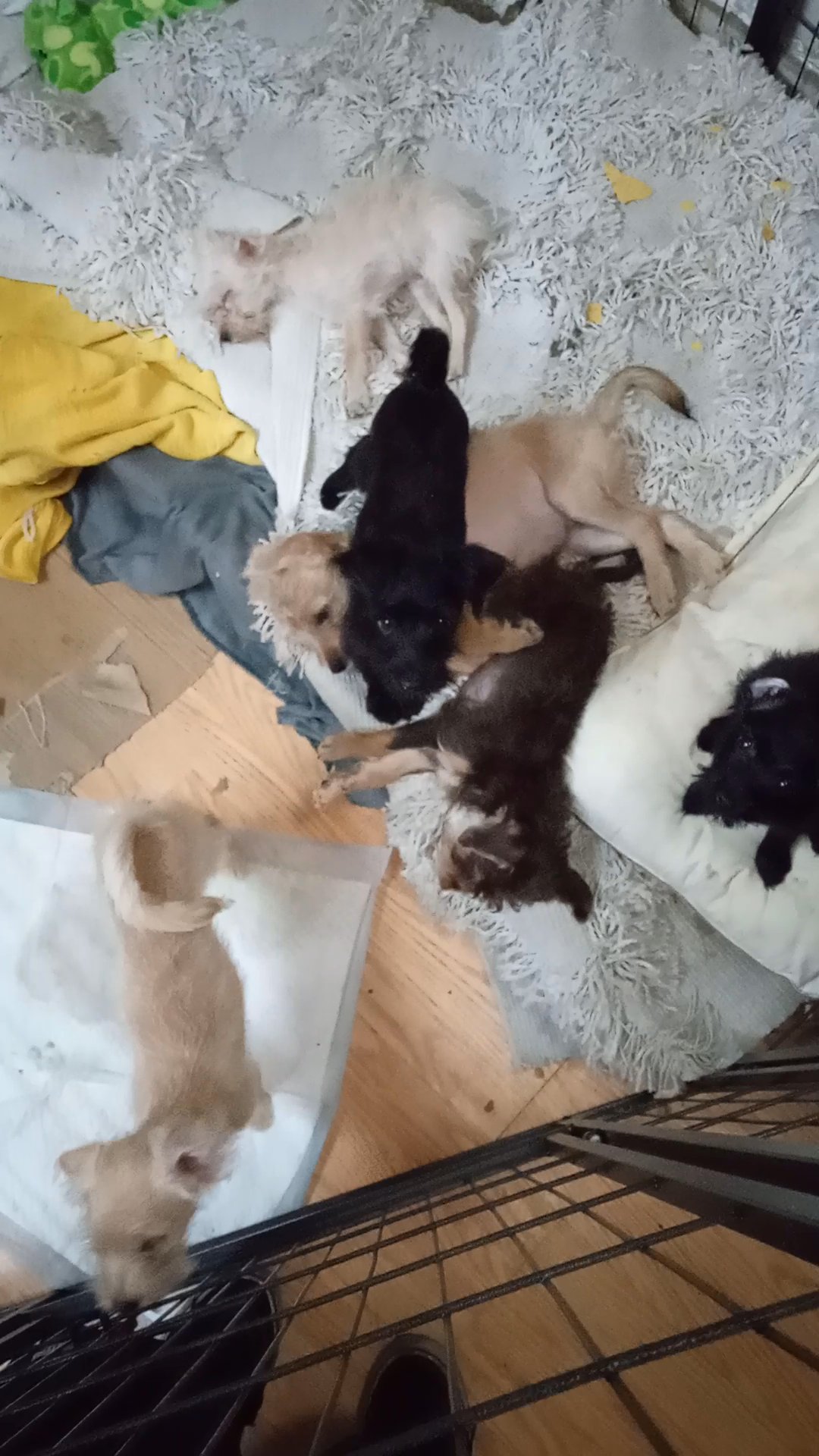 Pinpoos puppies in Arizona City, Arizona