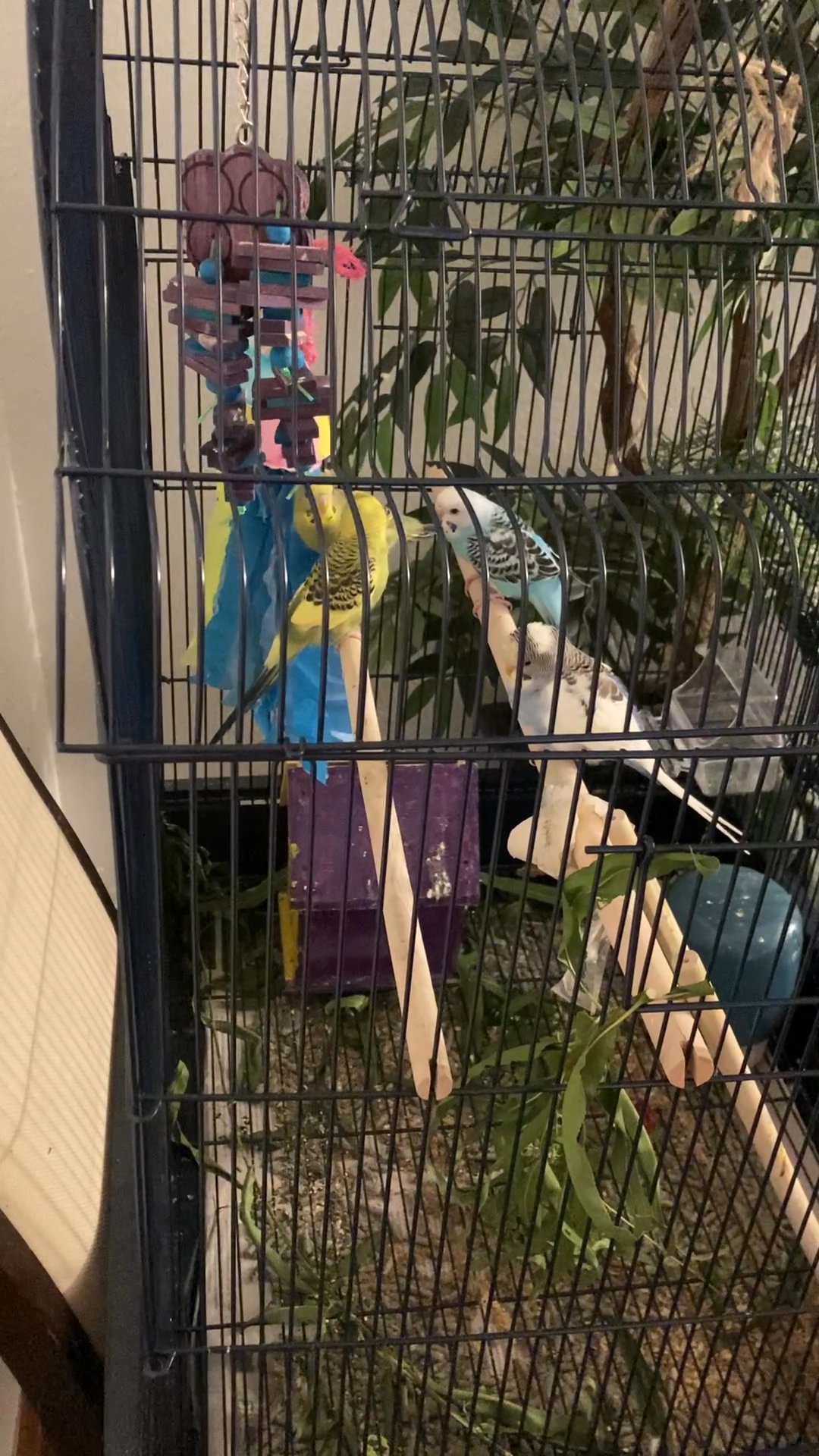 4 parakeets with the cage and nesting box and food in Arizona City, Arizona